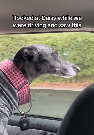 Her happy place is ~ head out the window while it’s raining #greyhound #fyp #dogmom #rescuedog #dogsoftiktok