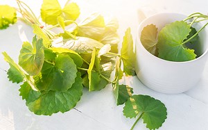 12 Amazing Benefits Of Gotu Kola For Your Skin