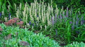 Die besten Bodendecker gegen Unkraut im Garten