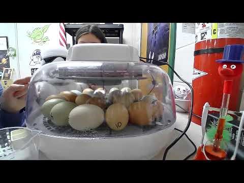 2026 CMS 8th Grade Chick Hatching 3-11