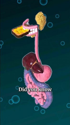 Digestion Process 🍽️➡️💩