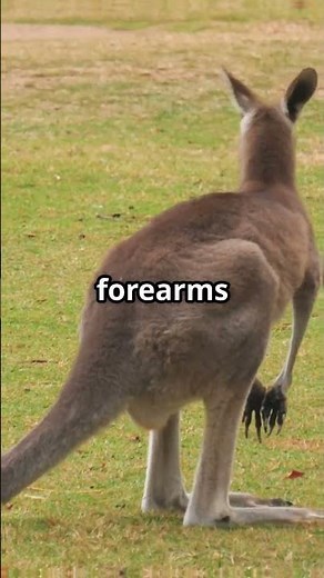 Surprising Facts About Kangaroos