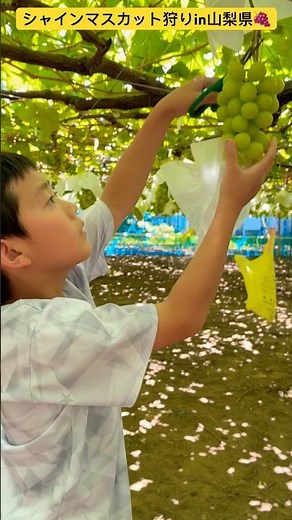 [Shine Muscat Picking] ① Enjoy the long-awaited Shine Muscat picking! 🍇 Katsunuma Town, Koshu Cit...