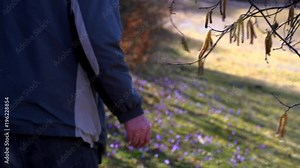 Man touches branch of the Hazel buds and goes through field Spring Crocus - (4K)