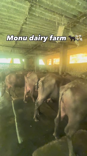 Shervan Pathan on Instagram: "🐃💸"