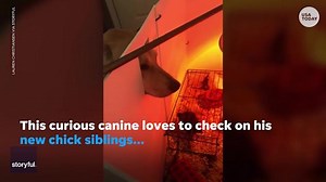 Adorable dog caught checking in on baby chicks