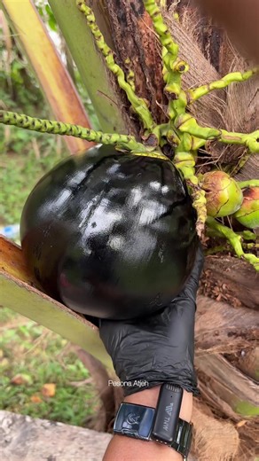 切割巨大的钛椰子，令人惊叹的技巧