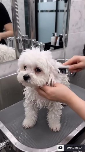Fluffy White Puppy’s Perfect Grooming Glow Up ✨🐶 #Shorts