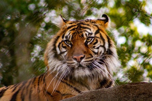 Unexpected death of young tiger at Indiana zoo may be linked to bone lodged in throat