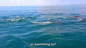 Cats, penguins, giraffes and more! Join Robi on a wild animal adventure and learn all about how these cool creatures and how they live! | BabyFirst