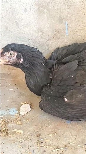 Murgha VS Mera Pyar 😂🔥 | Precious Yumna” ✅