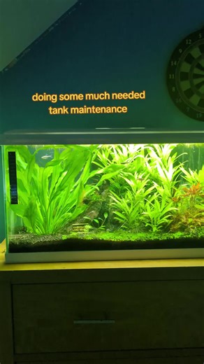 Essential Tank Maintenance Tips for a Vibrant Aquarium