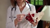 Gynecologist shows model of female pelvic organs with muscles. Pelvic...