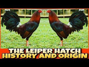 THE HISTORY AND ORIGIN OF LEIPER HATCH CHICKEN