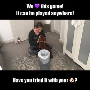 We'd love to see videos of you giving this game a go with your 🐶 👇👇👇👇 Post below! | absoluteDOGS