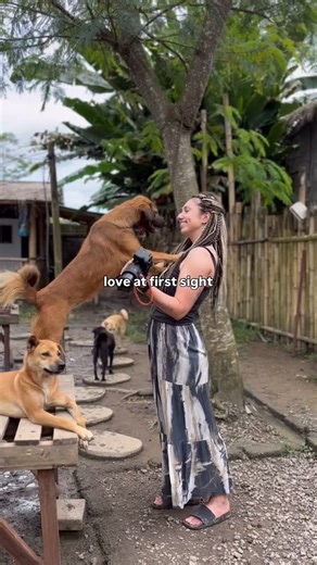 Love at first sight with our beautiful boy Bruno 🤎 Bruno was rescued from the “house of horrors” last year — ten dogs trapped inside a home with glass windows, no food, no water, slowly starving and living in their own faeces. It was unimaginable. But Cal couldn’t leave them there. Today, watching Bruno experience love, safety and connection with incredible humans here at Gaia… this is why we do what we do. The brighter days. The second chances. The healing. ✨ Follow along for Bruno’s full tran