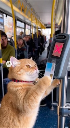 Orange Cat Fails To Scan Bus Card Funny Commuting Moment🐱🚌#cat #shortsvideo #cute #funny