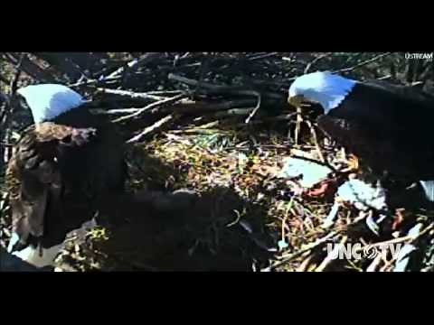 NC Now | Jordan Lake Eagle Cam | UNC-TV