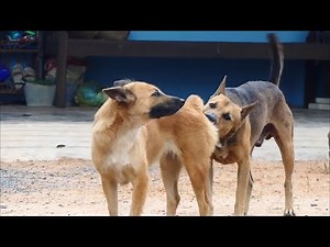 mrblaze1711 #028 | Thai street Dogs meeting Enjoy a season by rural dogs - Village Dogs Mating