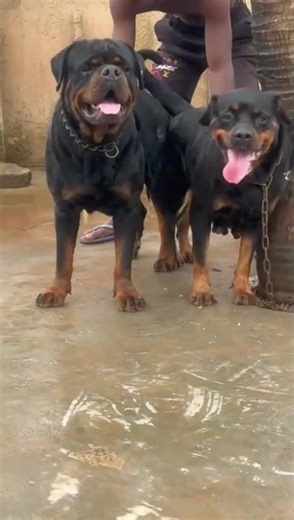 Dav Styles Kennels: Training a Good Boy