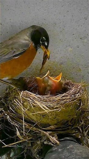 Robin Mother Feeding her Baby Chicks a Worm