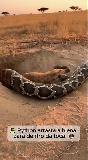 Wildlife Experts Warn About Python Danger in the Wild — Real Facts