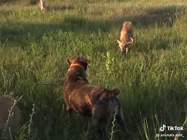 Coyote vs Pitbull: Real Footage and Hunting Encounters