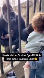 332K views · 9.8K reactions | “This moment broke the internet…” A gorilla holding its own baby slowly reached through the metal bars to touch a toddler’s face… and then tears rolled down its eyes. No one at the zoo could believe what they were seeing. This is love in its purest form. 梁轢❤️ #viral #reels #fbreels #trending #mustwatch #wow #omg #hearttouching #emotional #feelgood #wholesome #purelove #tearsofjoy #faithinhumanityrestored | PawVibe | Facebook