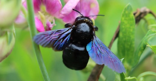 L'abeille charpentière : la plus grosse abeille d'Europe