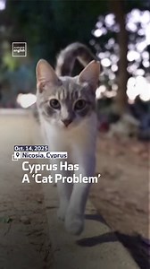 In Cyprus, cats may soon outnumber people, and efforts to control the population are falling short. #Cyprus #Cats | Al Arabiya English