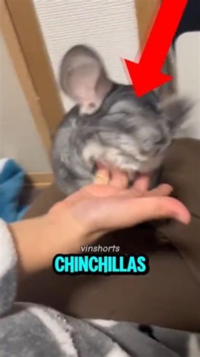 This Is Why Chinchillas Became Controversial 🐭⁉️