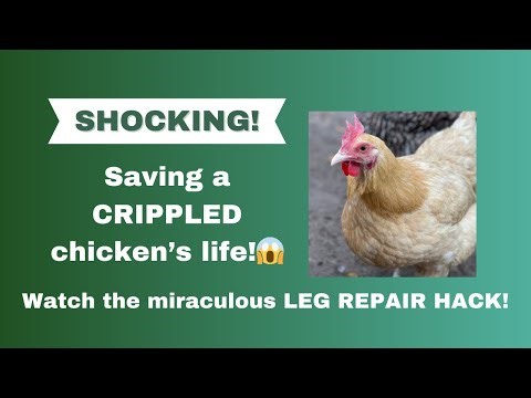How to treat a chicken's broken leg