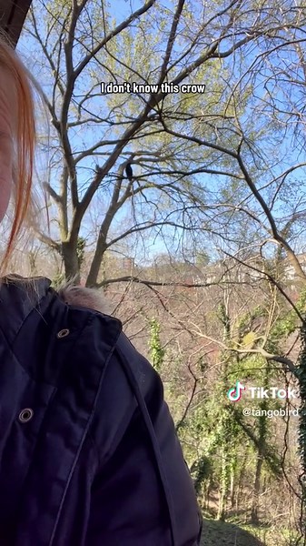 Ive officially been serenaded by a crow. Life is complete. #crow #corvid #crowvid #thecrowshow #crowtok #crowfriends #corvidcore #fyp #birdwatchinggoesbothways