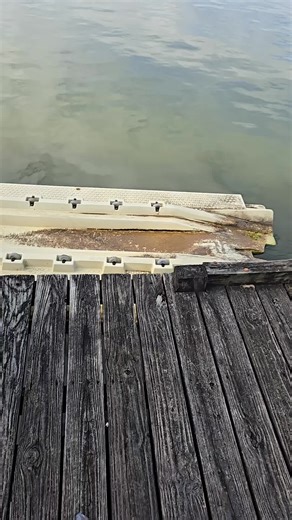 Catch Big Catfish with Chicken Gizzard Bait