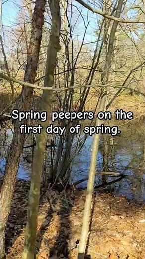 The Sound of Spring: Spring Peepers Serenade