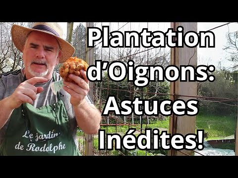 Oignons en Bulbe : La Technique de Plantation Qui Change Tout