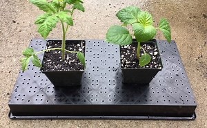 Growing healthier tomatoes and tomatillos via adventitious roots