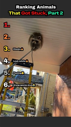 Ranked: Animals That Got Stuck, Part 2