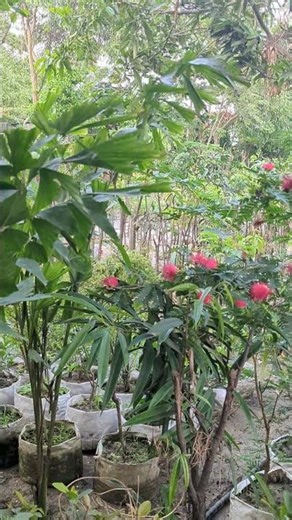 মণিকুন্তলা ফুলের গাছ | Powder Puff Tree
