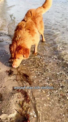 Wie dein Hund im Wasser planscht: Von Kopfspringern bis Pfoten-Testerin