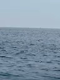 "A local captured three whales breaching in #Provincetown Harbor." Video by Robert Addie. | New Bedford Guide