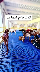 591K views · 10K reactions | #foryou #juttgoatfarm #tranding #foruyou #puremakkhicheenigoatsbreed #male_goat_farming_vs_female_goat_farming #pirmahalvloger #alphalivestock #makhicheenigoat #shed #goatlovers #goatshed #goats | pirmahal vloger | Facebook