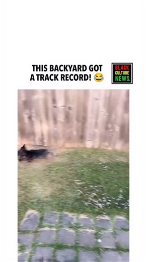 Walk your dogs! | Dk the Dog Behaviorist Llc