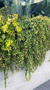 Portulacaria Afra | Elephant Bush | Live Succulent, Succulent Cutting, Succulent Plant, Succulent Gift, Easy Care Plant, Outdoor Succulent - Etsy