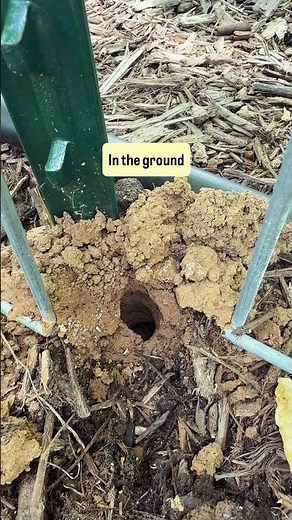 What keeps digging these holes in my garden?