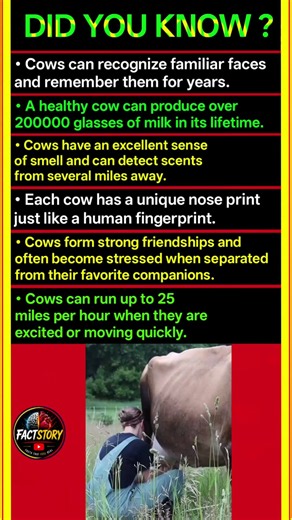 Did You Know Cows Have These Incredible Abilities