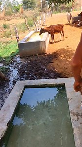 55K views · 436 reactions | ... जब अचानक पहुंचे बिजनौर की एक गौशाला में, देखिए क्या मिला (ग्राम पंचायत मंडोरा जट) | Sumit Kumar | Facebook