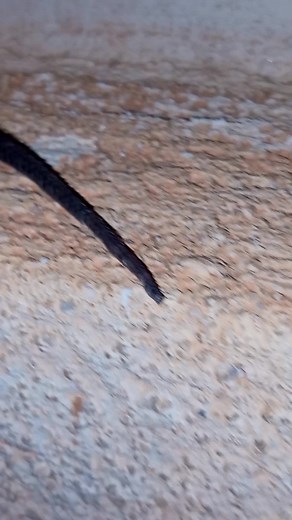 Lizard Movements on Rocky Terrain