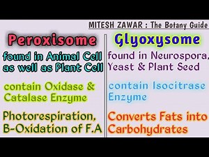 Microbodies Peroxisomes and Glyoxysomes || Peroxisomes and Glyoxysomes Structure and Functions