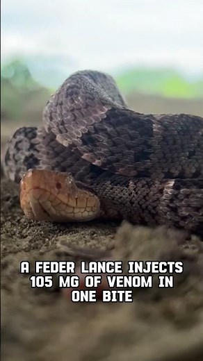 The Most Dangerous | fer de lance's snake#shorts